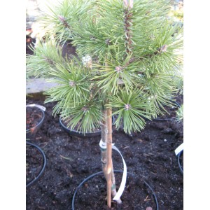 Pinus mugo 'Mops' / Mägimänd 'Mops' tüvivorm